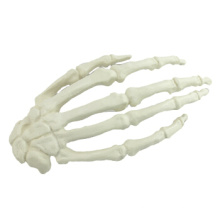 Kaufen Sie eine Hand 12324, medizinisches künstliches durchbohrbares Handknochen-Modell